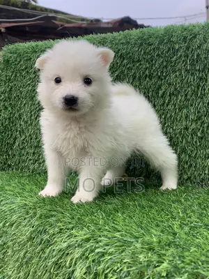 1-3 months Female Purebred American Eskimo