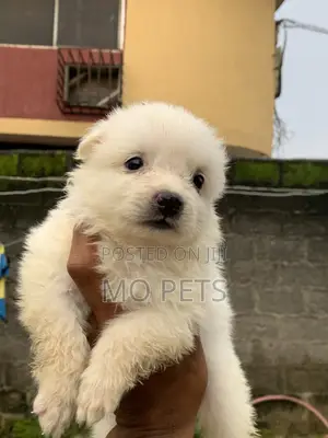 1-3 months Male Purebred American Eskimo