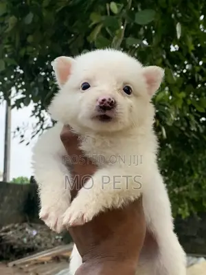 1-3 months Male Purebred American Eskimo