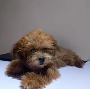 3-6 months Male Purebred Lhasa Apso