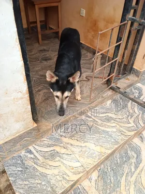6-12 months Female Purebred German Shepherd