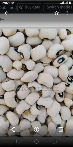 30 Big Painta Iron White Beans