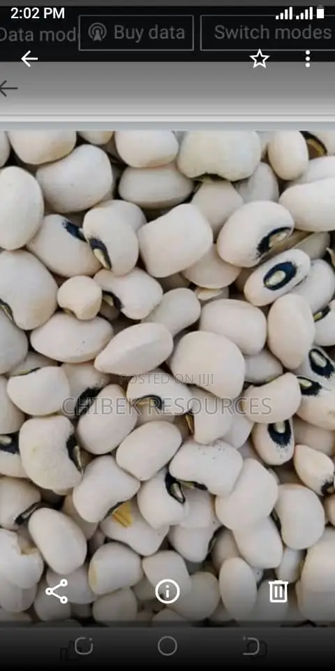 30 Big Painta Iron White Beans