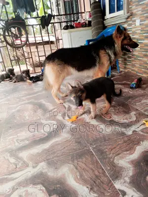 1-3 months Male Purebred German Shepherd