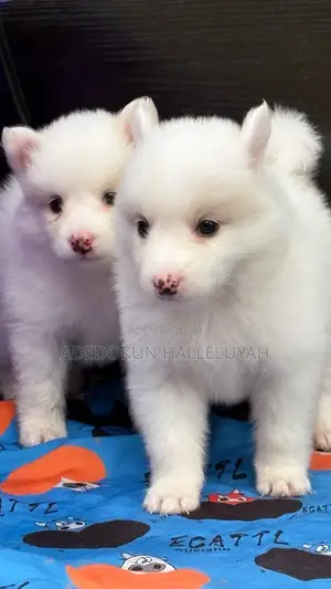 1-3 months Male Purebred American Eskimo