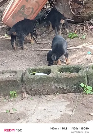1-3 months Female Purebred German Shepherd