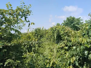 Lovely Plot of Land Fenced With Gate at Makogi Magboro Extension