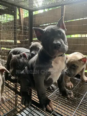 1-3 months Male Purebred American Bully