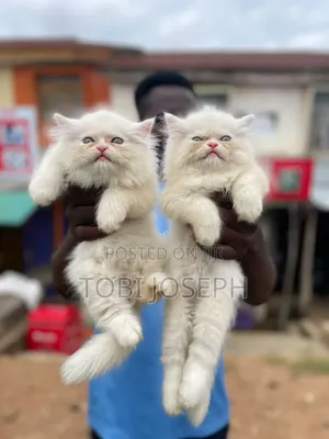 1-3 months Female Purebred Persian