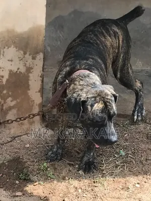 6-12 months Female Purebred Boerboel