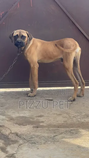 6-12 months Male Purebred Boerboel