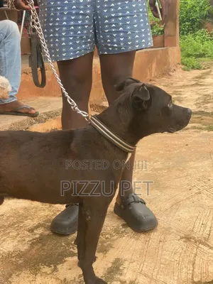 6-12 months Male Purebred American Pit Bull Terrier