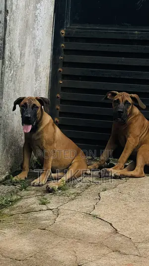 3-6 months Male Purebred Boerboel