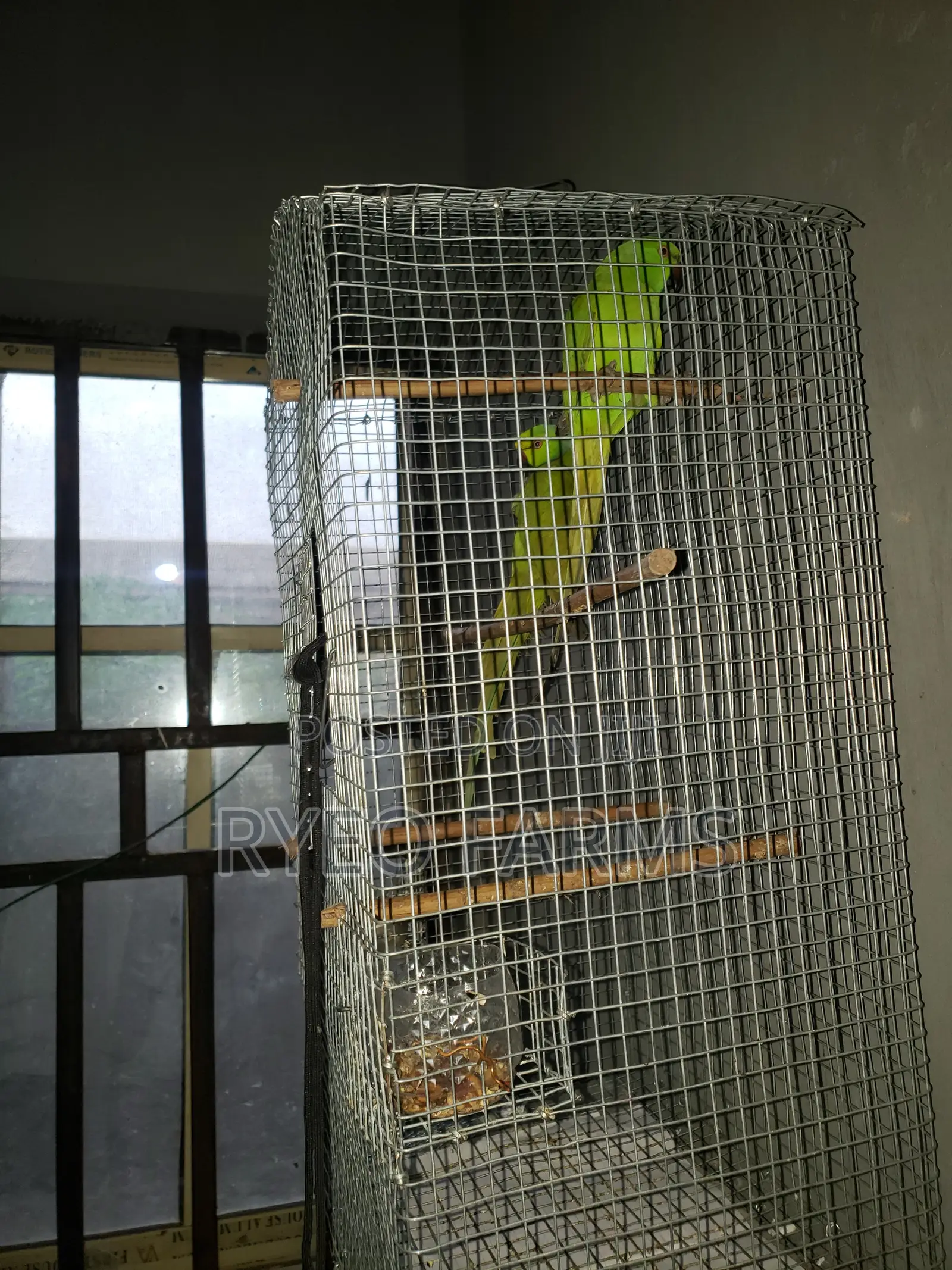 2yrs Plus Indian Ring Neck Available