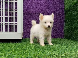 1-3 months Female Purebred American Eskimo