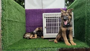 1-3 months Male Purebred German Shepherd