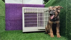 1-3 months Male Purebred German Shepherd
