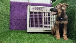 1-3 months Male Purebred German Shepherd
