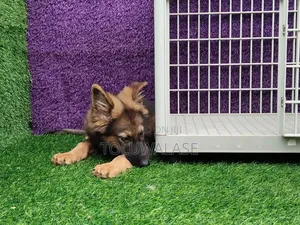 1-3 months Male Purebred German Shepherd