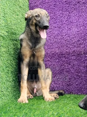 3-6 months Male Purebred German Shepherd