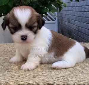 1-3 months Male Purebred Lhasa Apso