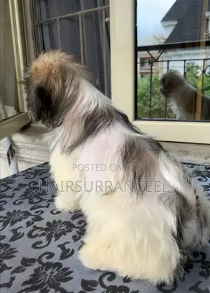 1-3 months Male Purebred Lhasa Apso
