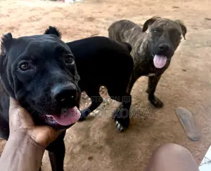 6-12 months Male Purebred Boerboel