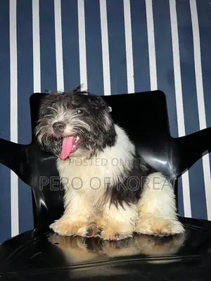 6-12 months Male Purebred Lhasa Apso
