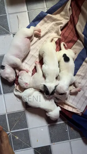 1-3 months Female Purebred American Pit Bull Terrier
