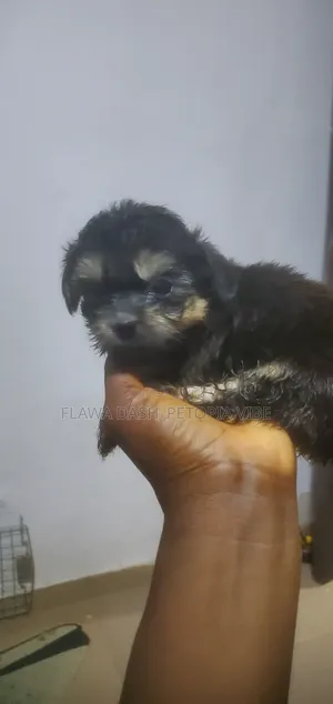 1-3 months Female Purebred Lhasa Apso
