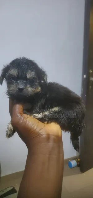 1-3 months Female Purebred Lhasa Apso