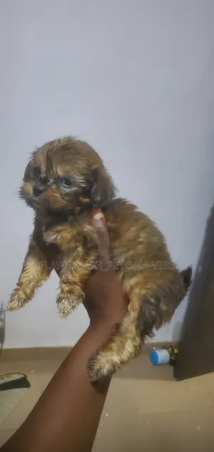 1-3 months Male Purebred Lhasa Apso