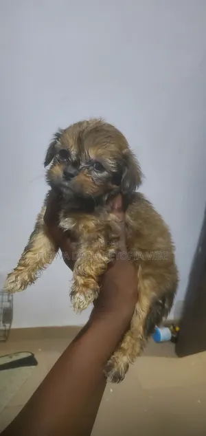 1-3 months Male Purebred Lhasa Apso