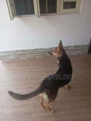 6-12 months Female Purebred German Shepherd