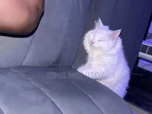 6-12 months Male Purebred Persian