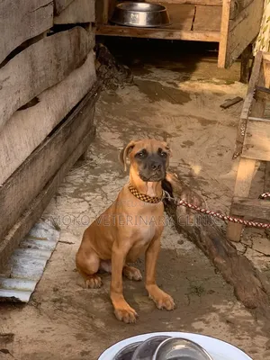 3-6 months Male Purebred Boerboel