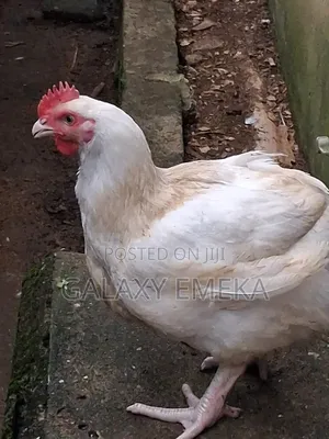 Giant Healthy Chickens