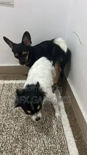 1+ year Male Purebred Chihuahua