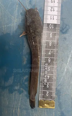 Juvenile Catfish for Sell