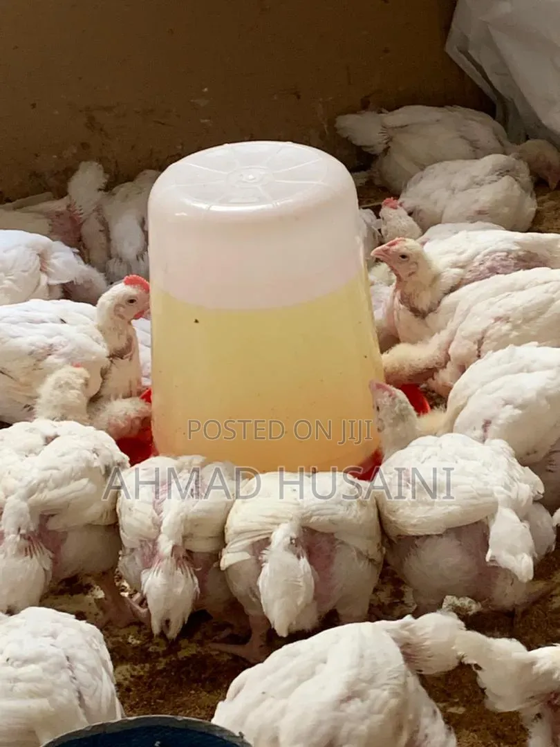 Broilers Chicken's