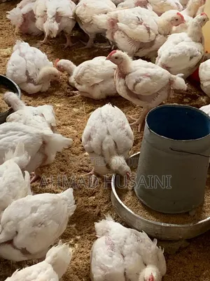 Broilers Chicken's