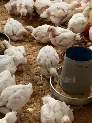 Broilers Chicken's