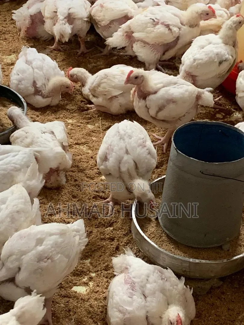 Broilers Chicken's