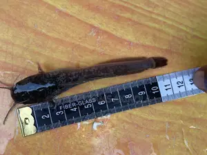 Juvenile Catfish for Sell
