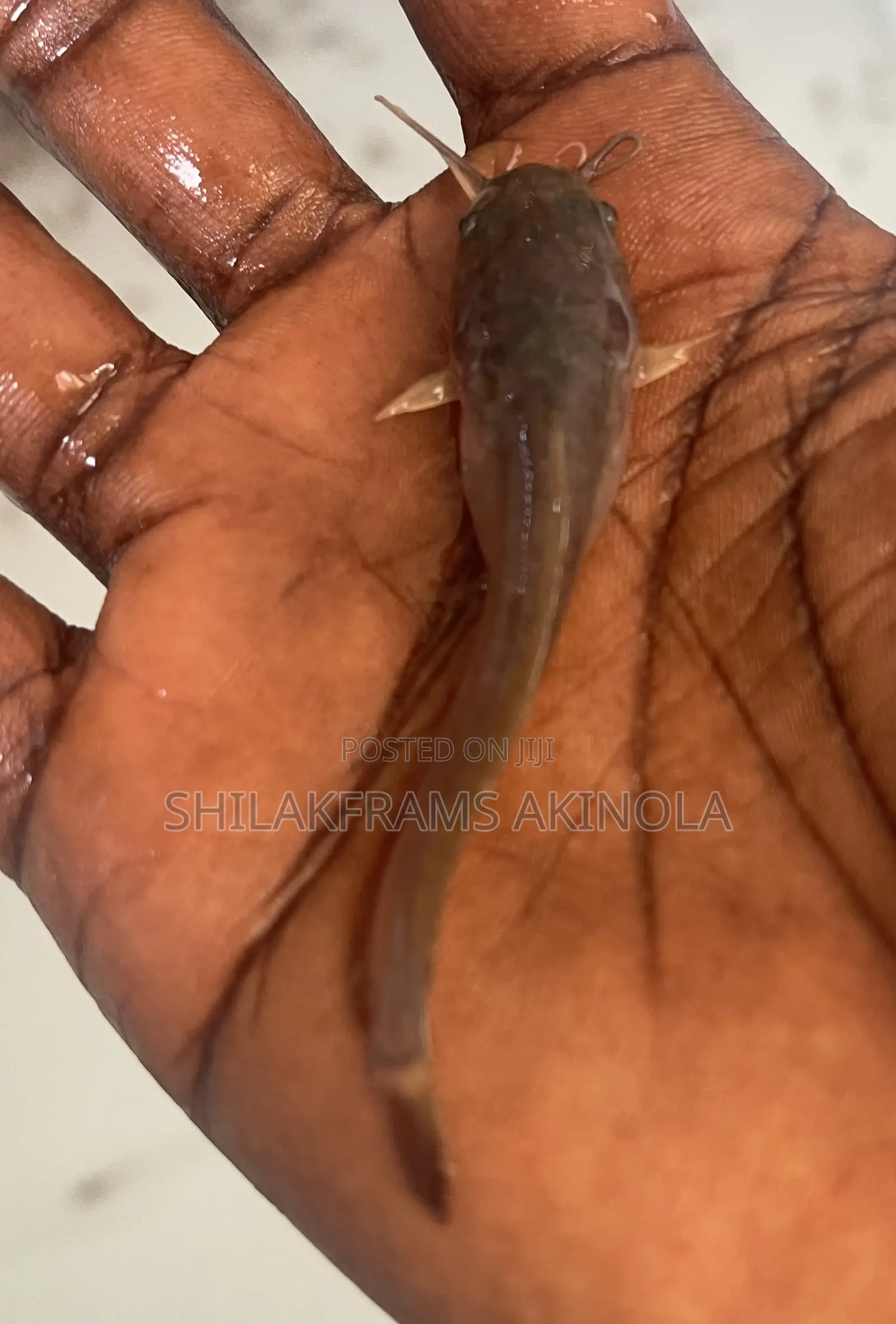 Juvenile Catfish for Sell