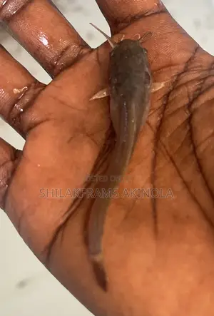 Juvenile Catfish for Sell