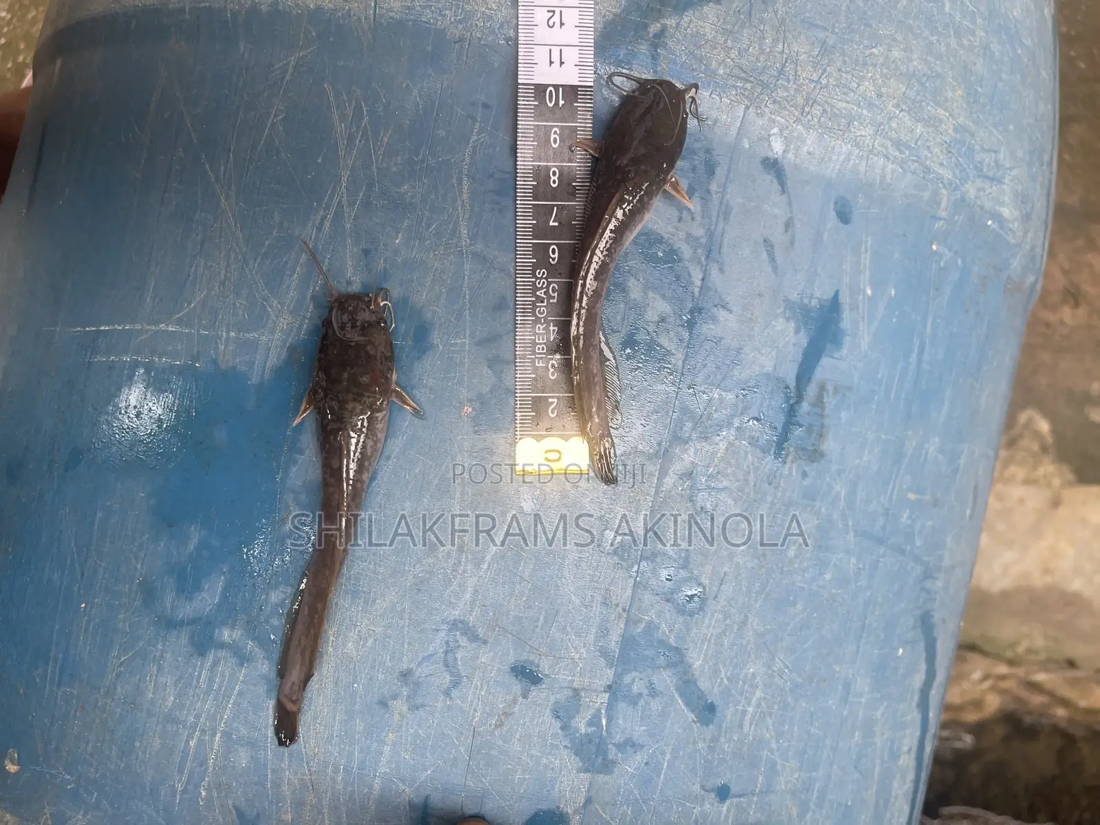 Juvenile Catfish for Sell