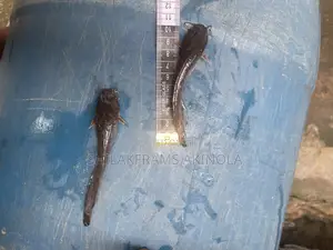 Juvenile Catfish for Sell