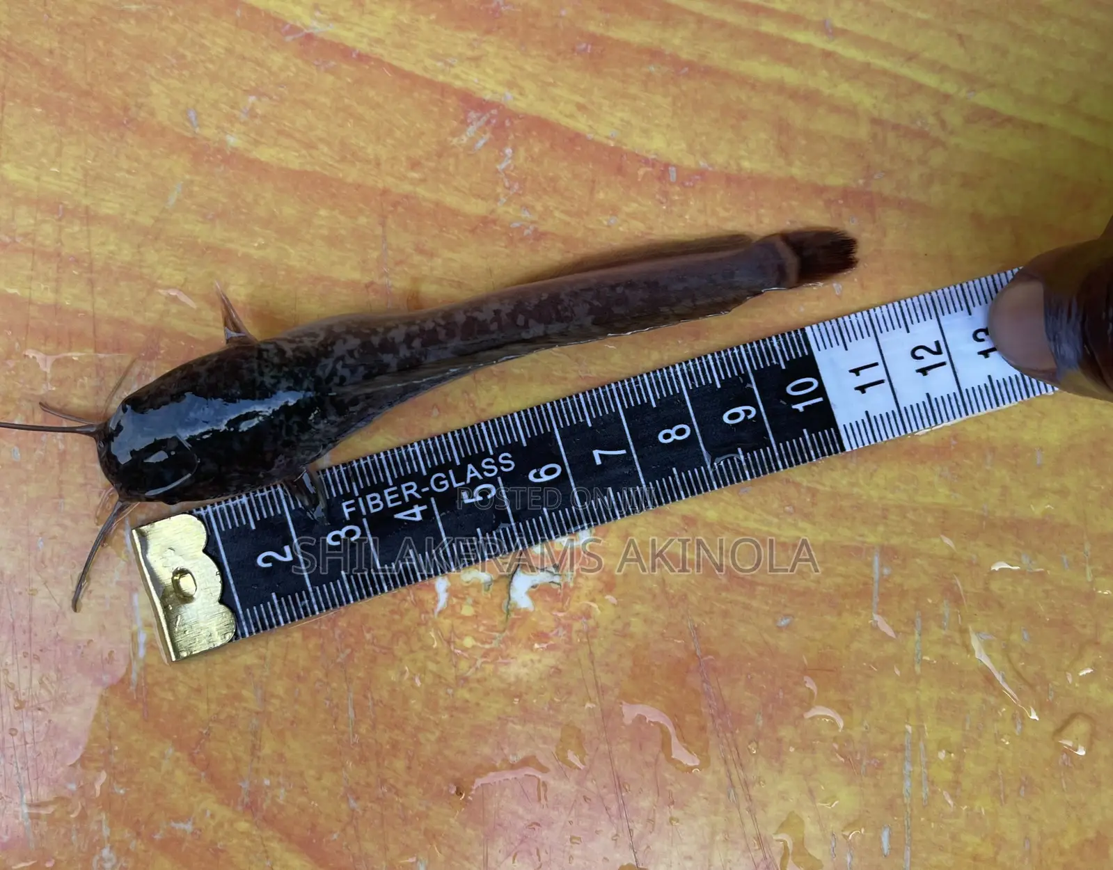 Juvenile Catfish for Sell
