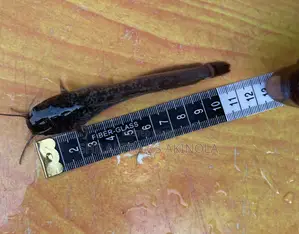 Juvenile Catfish for Sell